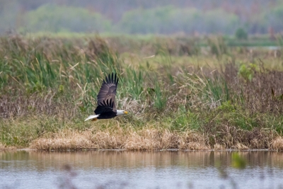 Fishing Bald Eagle