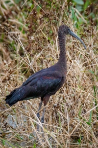 Glossy Ibis in Profile
