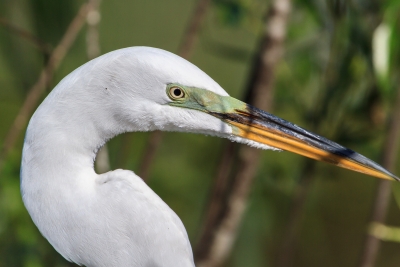 Great Egret in Breeding Colors