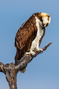 Osprey Bowing His Head