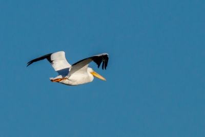 Camera Shy White Pelican