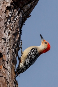 Red-bellied Woodpecker Hanging On For Food.