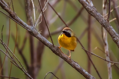 Common Yellowthroat Stopped for Some Song