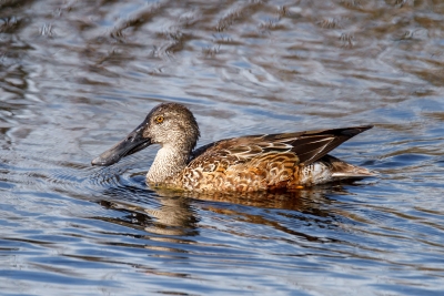 Northern Shoveler Swimming By Totally At Ease
