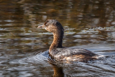 Pied-billed Grebes Swimming By Searching for Food