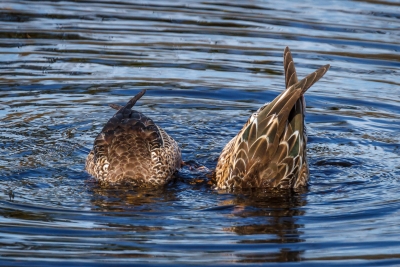 Northern Shovelers Exhibiting a Bottoms Up Approach for Finding Food