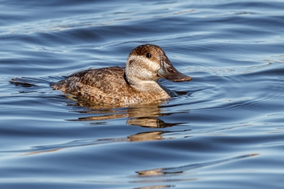 Female Ruddy Duck Showing Off For the Cameras