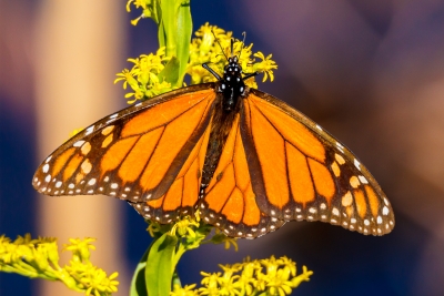 Monarch Butterfly Getting Some Last Minute Food Before Its Long Migration Trip
