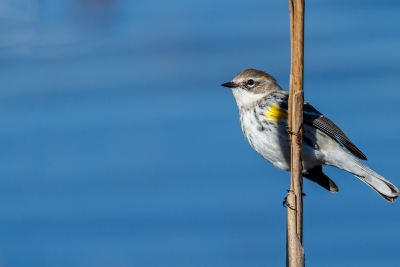 Yellow-rumped Warbler Hanging Out On A Stick