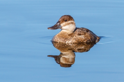 Female Ruddy Duck Showing Off For the Cameras