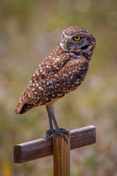 Burrowing Owl on the Lookout