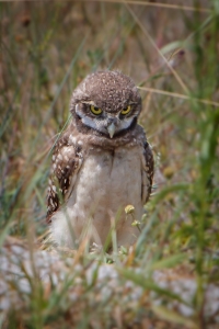 Juvinile Burrowing Owl Exploring Outside His Nest