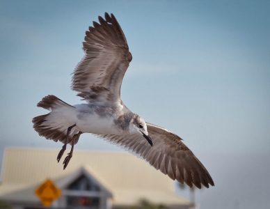 landing-gull